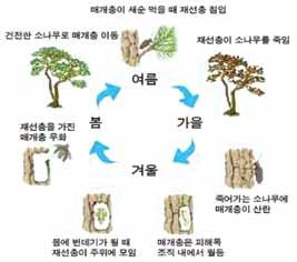 반상회보 현재, 소나무재선충병은전국 55개시 군 구에서발생하여심각한상황이며, 국가적차원에서재선충병방제활동에총력을기울이고있습니다. 발행일 : 2013 년 10 월 25 일금요일 / 발행인 : 제주특별자치도지사 / 편집 : 자치행정과 / ( 우 )690-700 제주시문연로 6 TEL. 064)710-6843 FAX 064)710-6839 http://www.