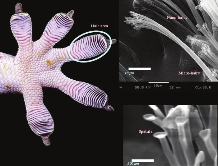 Overseas Innovation Trend 해외혁신동향 그림 3 : 자연모사기술사례 자료 : Biomimetics: Natural Models Applied in Technology http://news.softpedia.com/news/biomimetics-natural-models-applied-in- Technologies-73078.