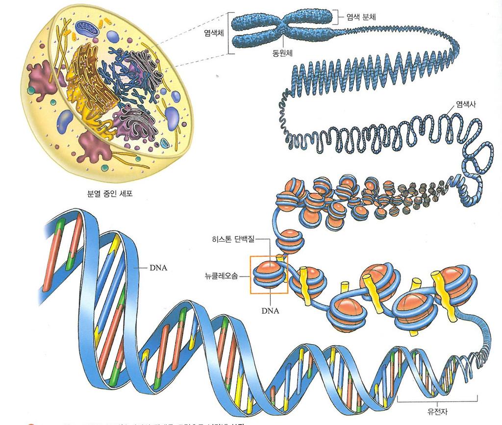 (1) 유전자, DNA, 염색체 성취기준 수업형태 생1211-1. DNA가고도로응축된형태가염색체이며, 동물과식물세포에서염색체는상동의쌍으로존재함을설명할수있다. 모둠별자료해석및개인별자료해석혼용 채점기준담당선생님이 합리성에따른기준 과 경중에따른배점 을정한다. 수행자료 1 1 세포, DNA, 유전자, 염색사, 염색체, 핵의위계관계를나열하시오.
