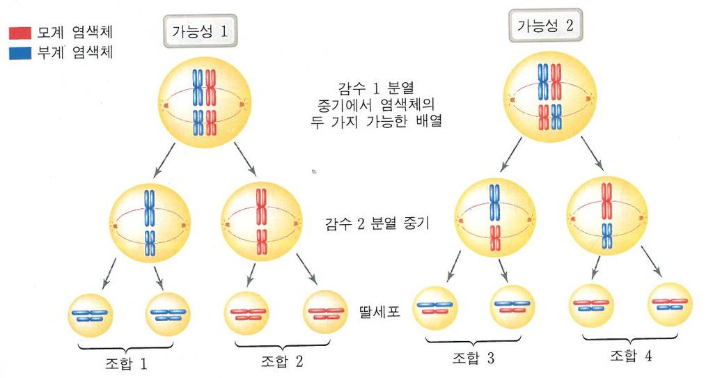 (4) 다양한유전적조합 성취기준 수업형태 생1213-2. 감수분열과수정을통해다양한유전적조합을가진자손이탄생할수있음을설명할수있다. 모둠별자료해석및개인별자료해석혼용 채점기준담당선생님이 합리성에따른기준 과 경중에따른배점 을정한다. 수행자료 1 1 모세포의핵상과, 모세포에서만들어질수있는딸세포 ( 생식세포 ) 의염색체조합은몇종류인가?