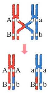 5 핵상이 (2n=2), (2n=4), (2n=6), (2n=8) 이세포에서정자와난자가만들어져수정이일어난다면수정란에는각각몇종류의염색체조합이나타날까? 모범답 : 각각 4, 16, 64, 256종류이다. 6 모세포 (2n) 에서감수분열로만들어지는정자와난자사이에서수정이일어난다면수정란에는몇종류의염색체조합이나타날까? (2의몇승종류로답하시오.