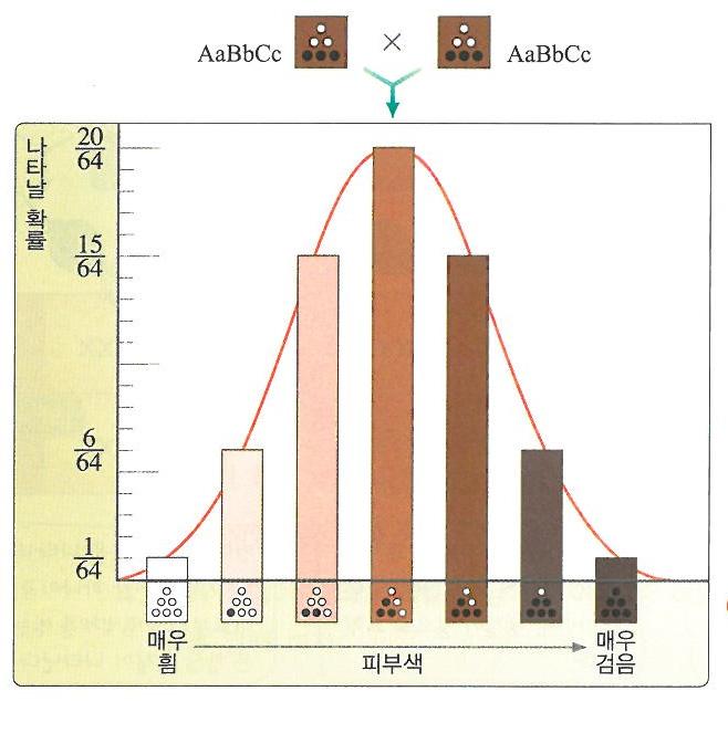 수행자료 3 피부색이 3개의대립유전자쌍 A와 a, B 와 b, C와 c에의해결정된다고가정하면, 사람피부색은유전자 A, B, C를많이가질수록검어지고, 유전자 a, b, c를많이가질수록희게된다. 유전자형이 AaBbCc 이부부의자식은유전자 A, B, C 또는유전자 a, b, c를가진정도에따라다양한피부색이나타난.
