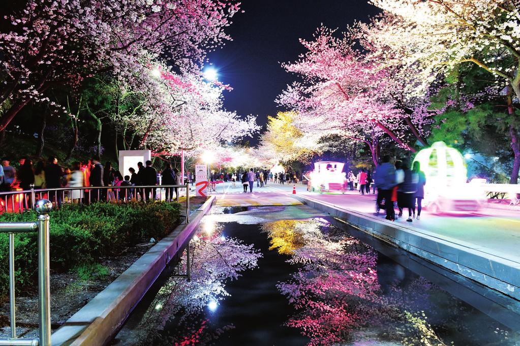 Season s 포토 4 월 8 일 ( 토 ) ~ 12 일 ( 수 ) 렛츠런파크서울야간벚꽃축제 2017