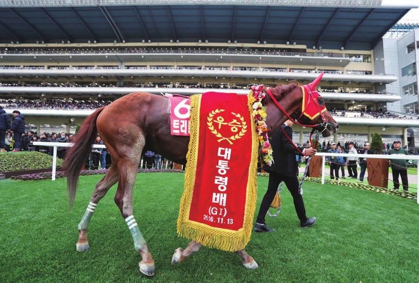 2016 년코리안더비우승당시파워블레이드. 2016 년대통령배에서우승한트리플나인.