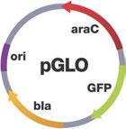 이런특성으로 GFP 유전자를연구하고자하는다른유전자와결합시켜생명공학연구에아주중요한도구로사용할수있다.