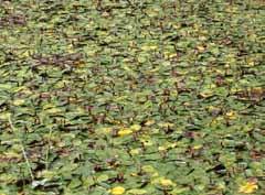 Gmelin 연못이나호수에자라는여러해살이풀로, 물속에있는뿌리줄기가사방으로벋으며높이 2~15cm정도자란다.