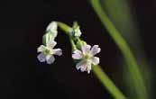 경상남도합천군 003 긴개별꽃 Pseudostellaria japonica Pax