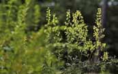 과명앵초과 Primulaceae 분포일본, 러시아, 미국강원도속초시, 인제군, 정선군, 태백시 ;