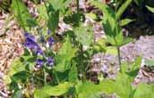 DMZ 의희귀특산식물 DMZ 의희귀특산식물 151 광릉골무꽃 Scutellaria