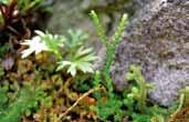 DMZ 의희귀특산식물 DMZ 의희귀특산식물 181 왜구실사리 Selaginella helvetica