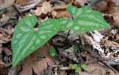 DMZ 의희귀특산식물 DMZ 의희귀특산식물 221 무늬족도리풀 Asarum