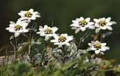 특산 236 숲개별꽃 Pseudostellaria setulosa Ohwi 특산 과명백합과