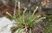 Nakai 과명국화과 Compositae 분포평안북도낭림산에분포한다는기록은있으나남한에서의구체적인분포정보불분명 270 한라사초 Carex