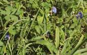 056 미국외풀 Lindernia dubia (L.) Pennell.