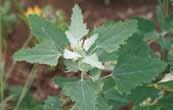 DMZ 의외래식물 참고문헌 141 흰명아주 Chenopodium album L. 과명명아주과 Chenopodiaceae 원산지유라시아 국내분포전국분포 142 흰지느러미엉겅퀴 Carduus crispus f. albus (Makino) Hara.