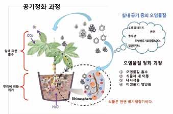 공기정화과정 실내공기의오염물질 1 잎에흡수된오염물질은대사산물로이용되어제거 잎에의한흡수 CO 2 O 2 포름알데히드벤젠톨루엔휘발성유기화합물 (VOC 5 ) 일산화탄소 되고, 일부는뿌리로이동되어토양내근권부미생물의영양원으로활용되어 오염물질정화과정 제거한다.