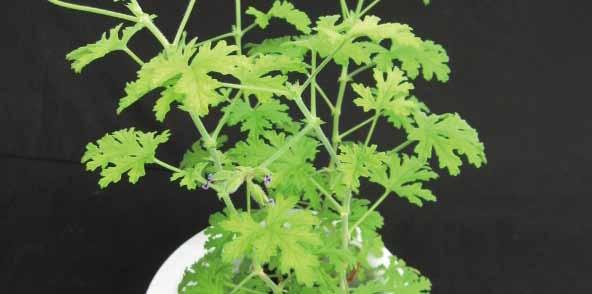 11 제라늄 영명 : geranium 학명 : Pelargonium inquinans 공기정화효과 포름알데히드제거량 톨루엔제거량 음이온발생량 최 최 최 3.74 mg m -3 h -1 m -2 leaf area 25.