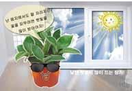 wax plant 라는영명은왁스칠한듯한다육질의계란형잎에서유래되었다. 꽃은전년도줄기에서 5월에피는데, 잎겨드랑이에서꽃대가자라꽃이별모양으로둥글게피며향기가난다.