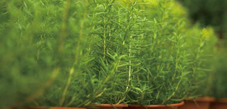 03 로즈마리 영명 : rosemary 학명 : Rosmarinus officinalis 공기정화효과 포름알데히드제거량 톨루엔제거량 2.10 mg m -3 h -1 m -2 leaf area 22.