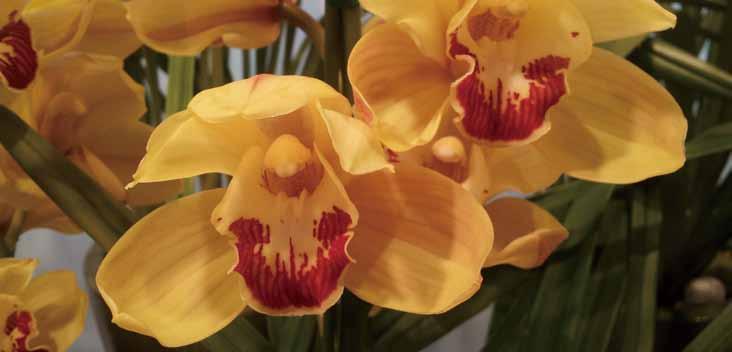 03 심비디움 영명 : Cymbidium 학명 : Cymbidium hybroda Swartz 공기정화효과 포름알데히드제거량 자일렌제거량 0.