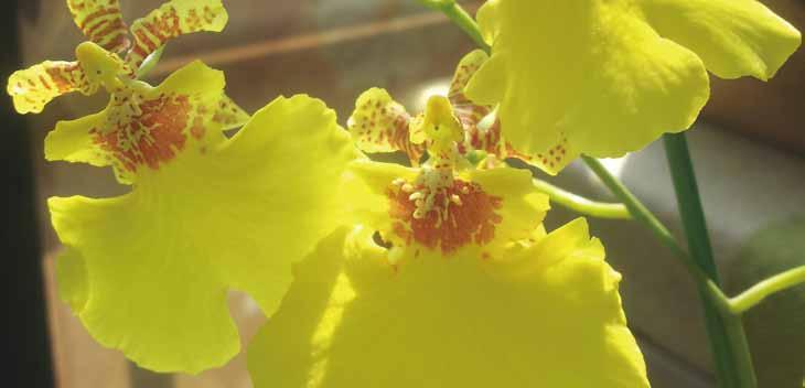 04 온시디움 영명 : Oncidium 학명 : Oncidium spp. 공기정화효과 포름알데히드제거량 음이온발생량 0.