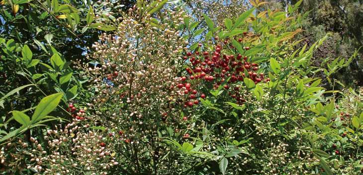 01 남천 영명 : Nandina 학명 : Nandina domestica 공기정화효과 포름알데히드제거량 톨루엔제거량 3.16 mg m -3 h -1 m -2 leaf area 5.4 μg m -3 h -1 m -2 leaf area 최 최 공기정화효과에따른생활공간배치추천 : 거실, 베란다 새집증후군의원인물질인포름알데히드제거능력이 3.