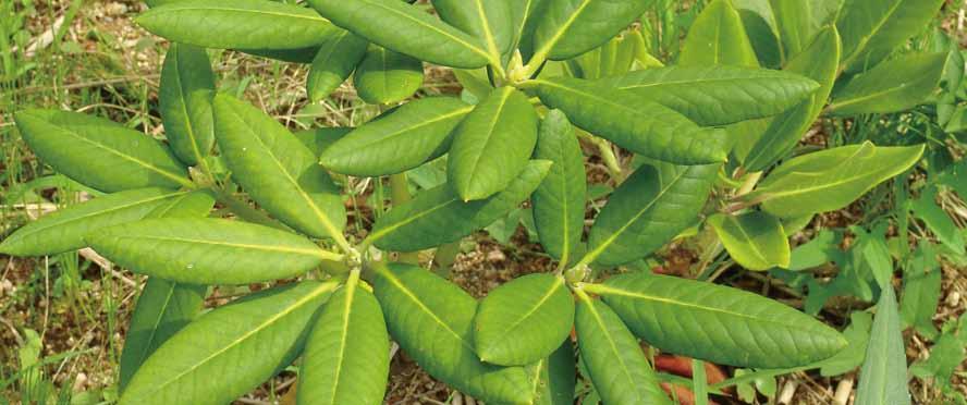 04 만병초 영명 : Rhododendron 학명 : Rhododendron fauriei 공기정화효과 톨루엔제거량 음이온발생량 41.8 μg m -3 h -1 m -2 leaf area 537 개 /ml 최 최 대습도증가량 이산화탄소감소량 최 최 26.9 % 9.