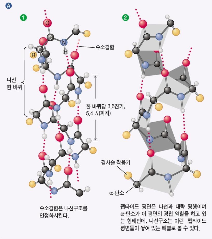 생물학적으로중요한수소결합 수소결합은 DNA, RNA, 단백질의 3차원구조를안정화시킴 상보적인 DNA 염기간,