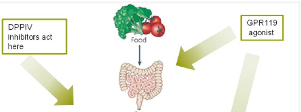 그림 1. GPR119 Agonist 작용기전 : 소장에서 GLP-1