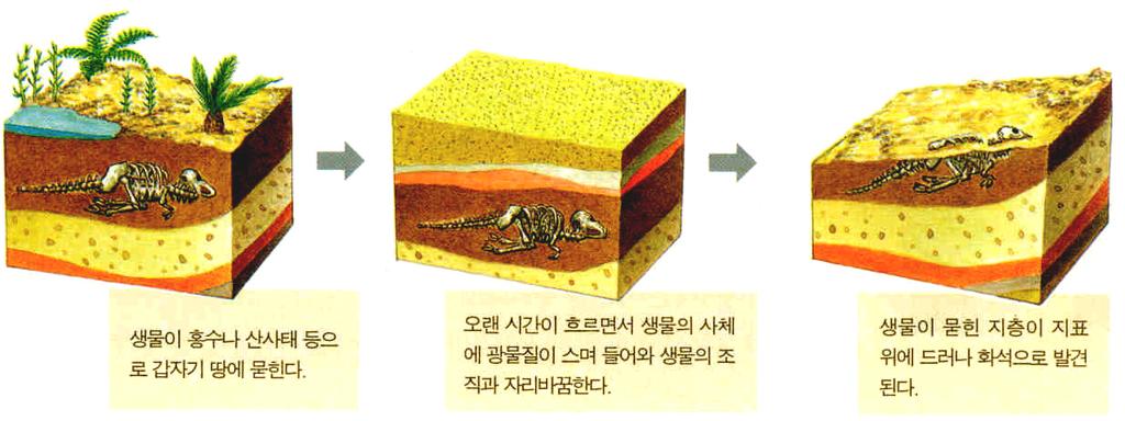 어디까지알고있니? 화석이만들어지는과정 1. 화석이란? 화석은과거에살던동식물의시체나생활의흔적이퇴적암같은바위속에남아있다가발굴된것이다. 동물의뼈나알 조개껍데기 나뭇잎가운데는오랜세월동안그위에쌓인모래나진흙 물의압력을받아단단해져서그형체가남아화석이된것이있다. 오늘날까지발견된화석가운데서대표적인것으로는삼엽충 암모나이트 공룡 시조새 산호 잠자리 고사리 매머드등이있다.