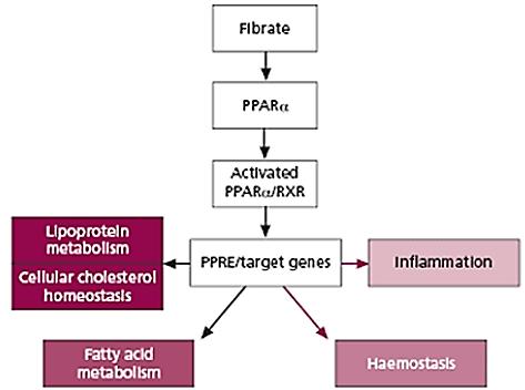 약물약리학적기전참고 1 CYP 3A4에의해대사되므로약물상호작용에대한모니터링이필요 1 세포내 PPAR-α* 에작용하여 lipoprotein lipase 의작용을증가시켜 VLDL-C와 apo-b 합성을억제시킴.