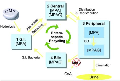 <Figure 3. Entero-hepatic recycling of MPAG> Therapeutic Drug Monitoring of Mycophenolic Acid. CJASN 약물상호작용 (drug-drug and drug food interactions) CYP 3A4의영향을받지않는다.