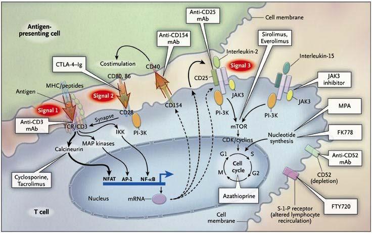 Ⅱ. 면역억제제의종류 <Figure 1. Immunosuppresants> N Engl J Med 2004; 351:2715-2729 1. Calcineurin inhibitor Cyclosporine이나 tacrolimus는대부분의이식수혜자에게사용되는 1차선택약이다.