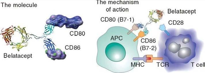 histocompatibility complex ; TCR, T-cell receptor) Kidney Int. 2012:82(10):1054-1060 <Figure 3.