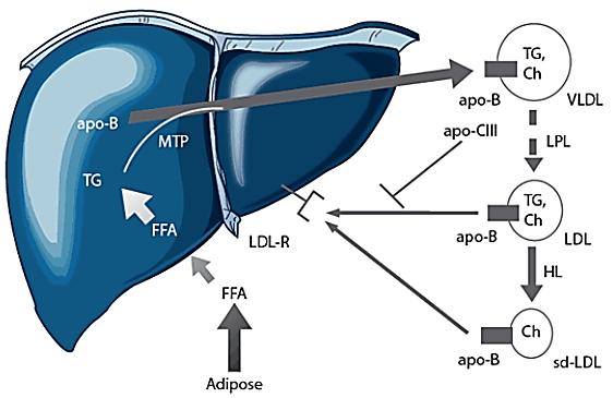 VLDL-C: Very Low density lipoprotein cholesterol Apo: Apolipoprotein Ch: Cholesterol HL: Hepatic lipase LPL: Lipoprotein