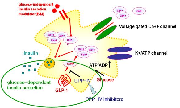 새로운혈당강하제시장도입 DPP-4 억제제 (Dipeptidyl peptidase-4 inhibitor) 새로운경구용혈당강하제 우리나라에서는 2009년부터급여인정을받아사용되기시작함.