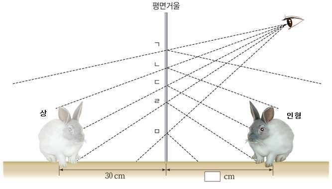 4 그림은철수가평면거울을통해토끼인형을보고있는모습을나타낸것이다. 영희가종이로거울을가려 토끼인형을보이지않게하려고한다. (1) ㄱ ~ ㅁ구간중최소로가려서보이지않게하기위한구간은어디인지쓰고, 그렇게생각한까닭을설명해 보자. 때문이다. 최소로가려야하는구간은ㄴ ~ ㄹ이다.