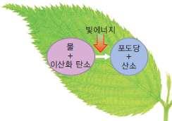 모둠활동지 2 광합성과호흡개념정리 그림을설명하는문장완성하기 소속학년반번 이름 1