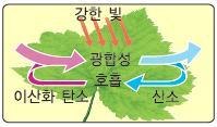 / (3) 호흡은 / 식물이 / 산소를 / 이용하여 / 양분을 / 분해하고 /