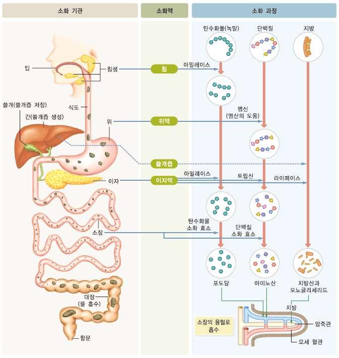 4. 소화과정 학생들이디딤영상에의존하지않고스스로교과서를활용하여공부방운영을위한설명자료를제작하고,