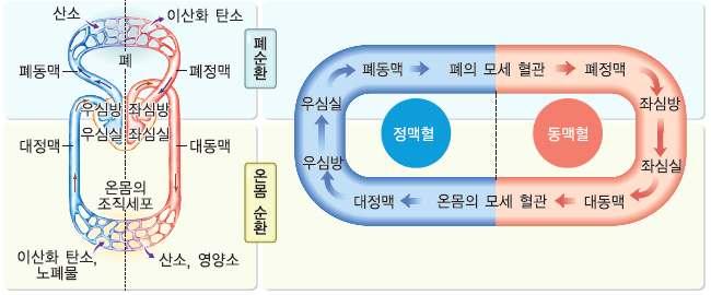 디딤영상핵심내용 1. 혈액의순환경로 (1) 폐순환 1 혈액이심장에서나와폐를거쳐다시심장으로돌아오는순환 2 경로 : 우심실 폐동맥 폐의모세혈관 폐정맥 좌심방 3 의미 : 폐순환을통해혈액은이산화탄소를폐로내보내고, 폐로부터산소를받아심장으로들어온다.