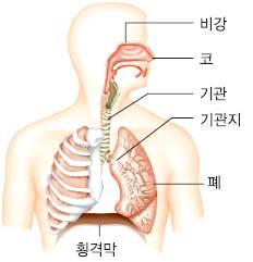 디딤영상핵심내용 1. 호흡기관 (1) 코 1 코를통해들어온차갑고건조한공기가콧속을지나는동안체온으로데워지면서습한상태가된다.