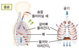 2 기관은가슴부분에서두개의기관지로갈라지고, 각기관지는폐쪽으로가면서가지를쳐서매우가느다란가지를형성한다. 이가느다란가지의끝이폐포와연결된다.