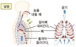 2 수많은폐포로이루어져있으므로표면적이매우넓어공기와혈액사이에서의기체교환이빠르게잘일어난다.