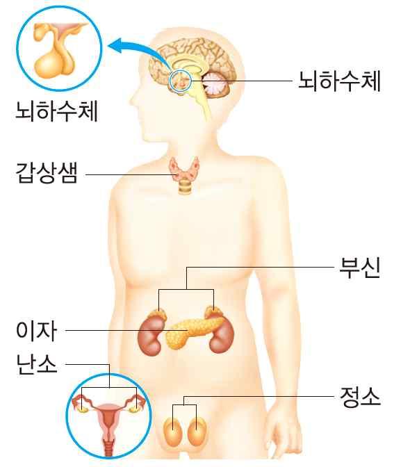 디딤영상핵심내용 1. 항상성 (1) 항상성 : 우리몸이환경변화에관계없이체내의상태를일정하게유지하려는성질 (2) 항상성의유지 : 신경계와호르몬의작용으로이루어진다. 2. 신경과호르몬의조절비교 구분 신경 호르몬 작용범위 좁다. 넓다. 효과의지속성 짧다. 길다. 반응속도 느리다. 빠르다. 자극전달매체 뉴런 혈액 3. 호르몬의특성 4.