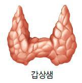 생식샘자극 호르몬 티록신 아드레날린