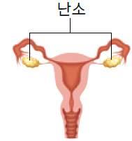 당뇨병 에스트로젠 항이뇨호르몬 조커 카드 학생들이만드는칸