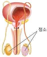 간에서포도당을글리코젠으로저장 테스토스테론