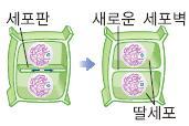 2개의핵이형성되고, 염색체가염색사로풀어진다. 2. 세포질분열 1 핵분열후세포질분열이일어나두개의딸세포가만들어진다. 2 동물세포와식물세포의세포질분열방식은서로다르다.