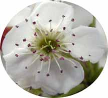 배 나. 암술이완전한꽃의확보 암술기관이불완전해지는원인 - 저장양분의결핍 ( 과다착과, 조기낙엽, 생육불량등 ) -